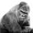 markv6